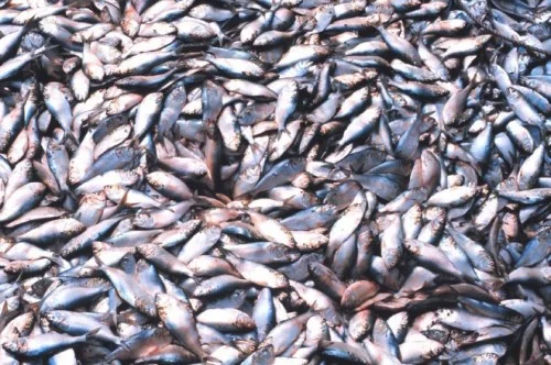 Something’s Fishy In Reedville
