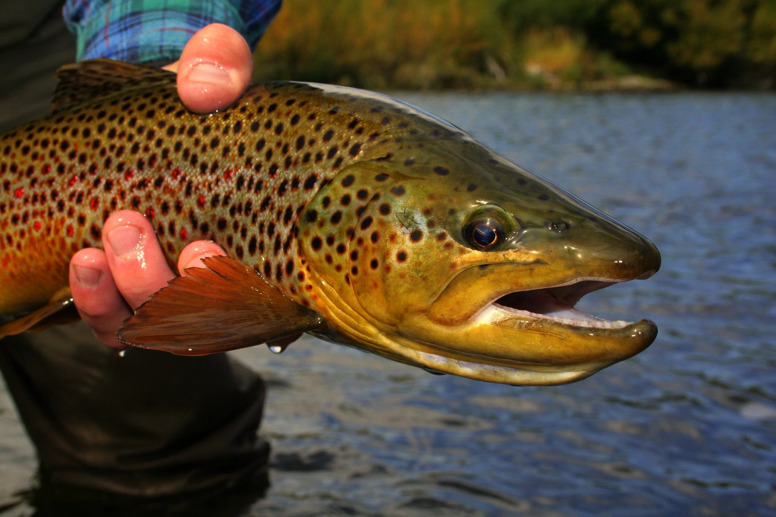 Henry's Fork Fall Colors.jpg