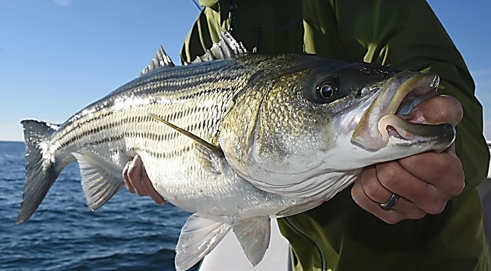 Striped Bass 101 (Part 2 of 4) —