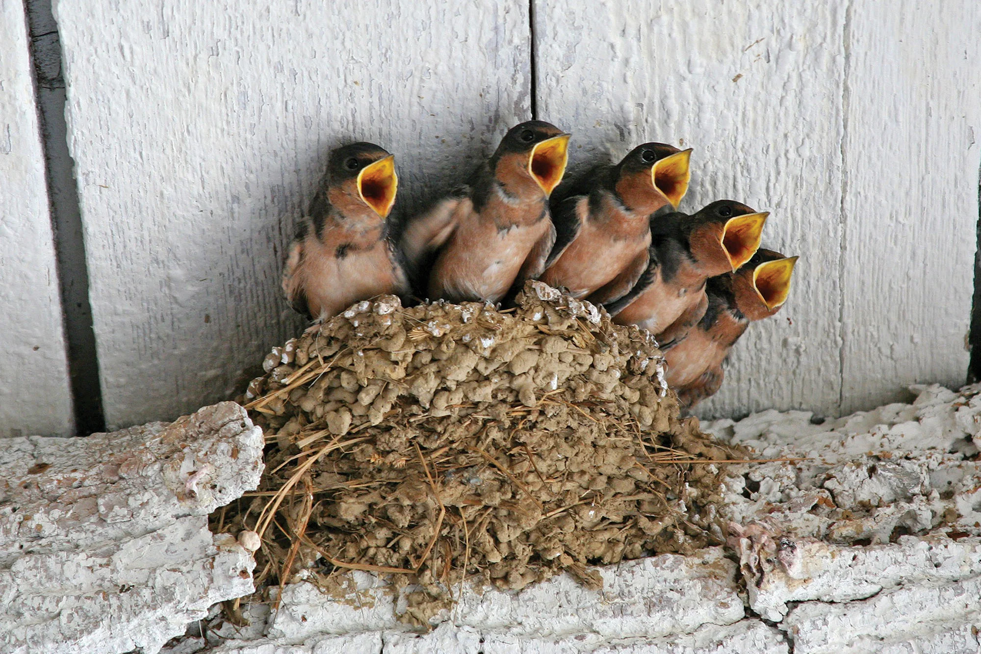 03_OSWall_Swallow.jpg