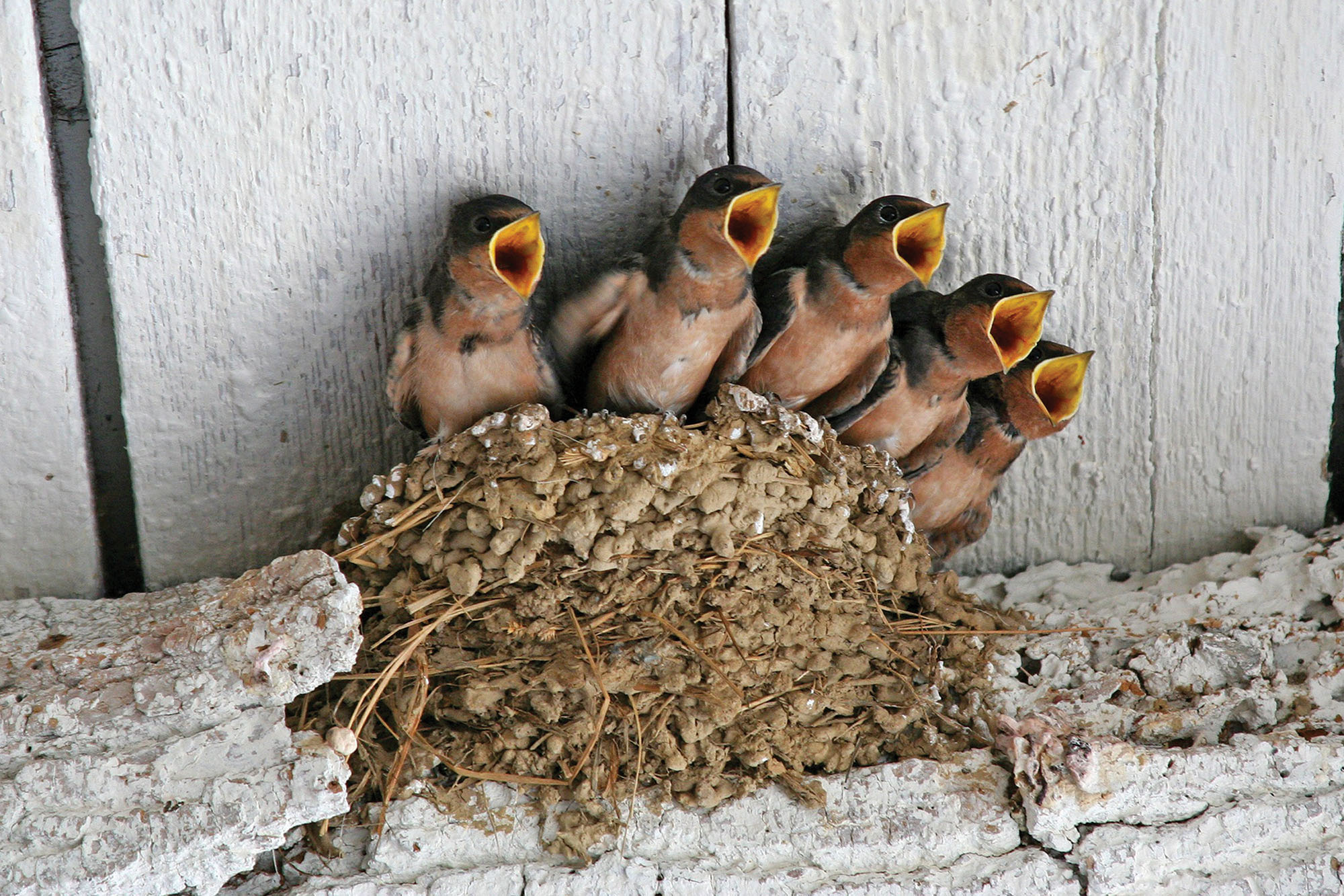 03_OSWall_Swallow.jpg