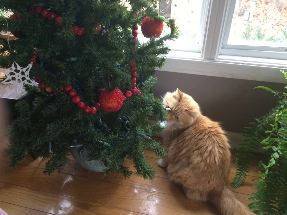 One of my cats checking out her first Christmas tree at Bluebird Gardens.