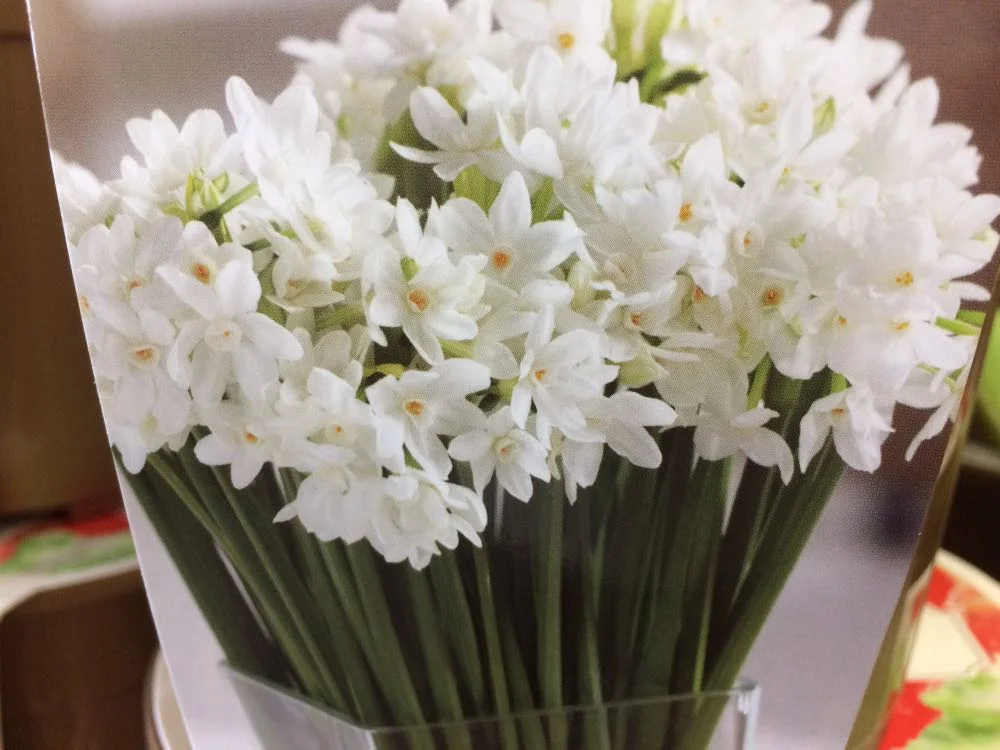 paperwhite narcissus — Q & A — Made Just For U