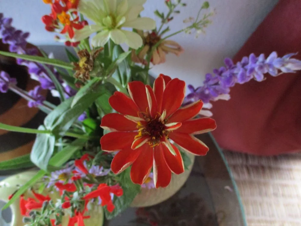Zinnias make wonderful cut flowers, they can be cut still unfolding and will last a long time.