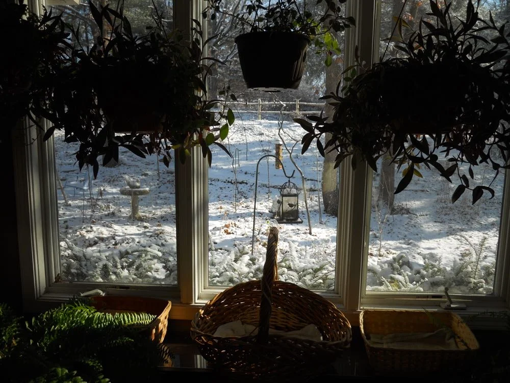 Garden view out of the front living room windows include a perfect bird watching spot.