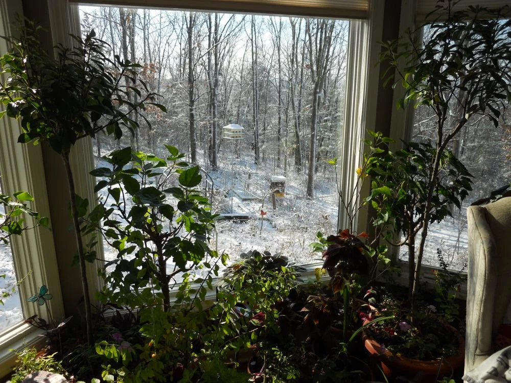 Plants fill bay window nook behind the chair, which I sometimes turn around to enjoy the view.