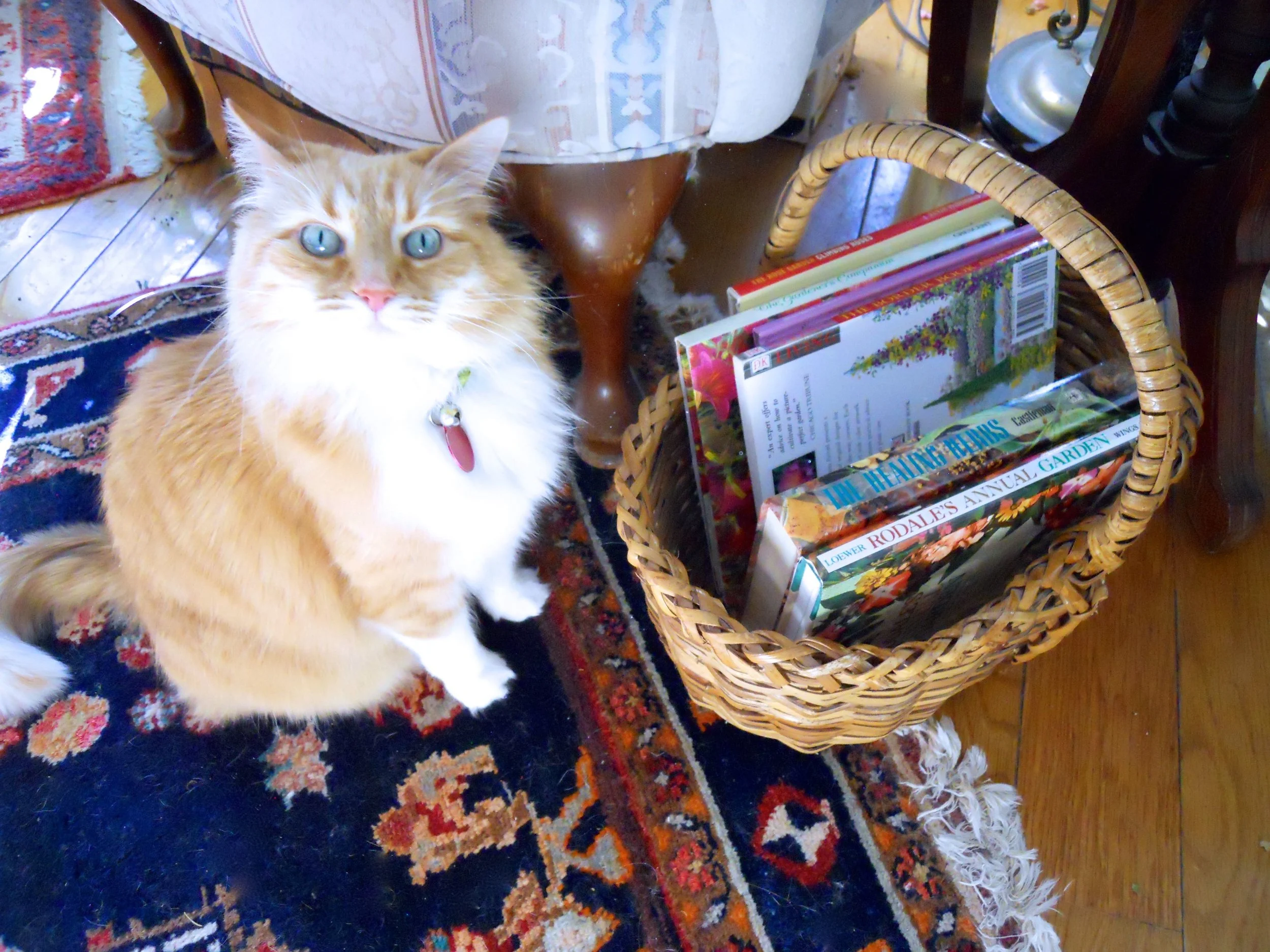 Uh-oh, Shirley Honey is giving me that "look" that says why is there something in my basket??