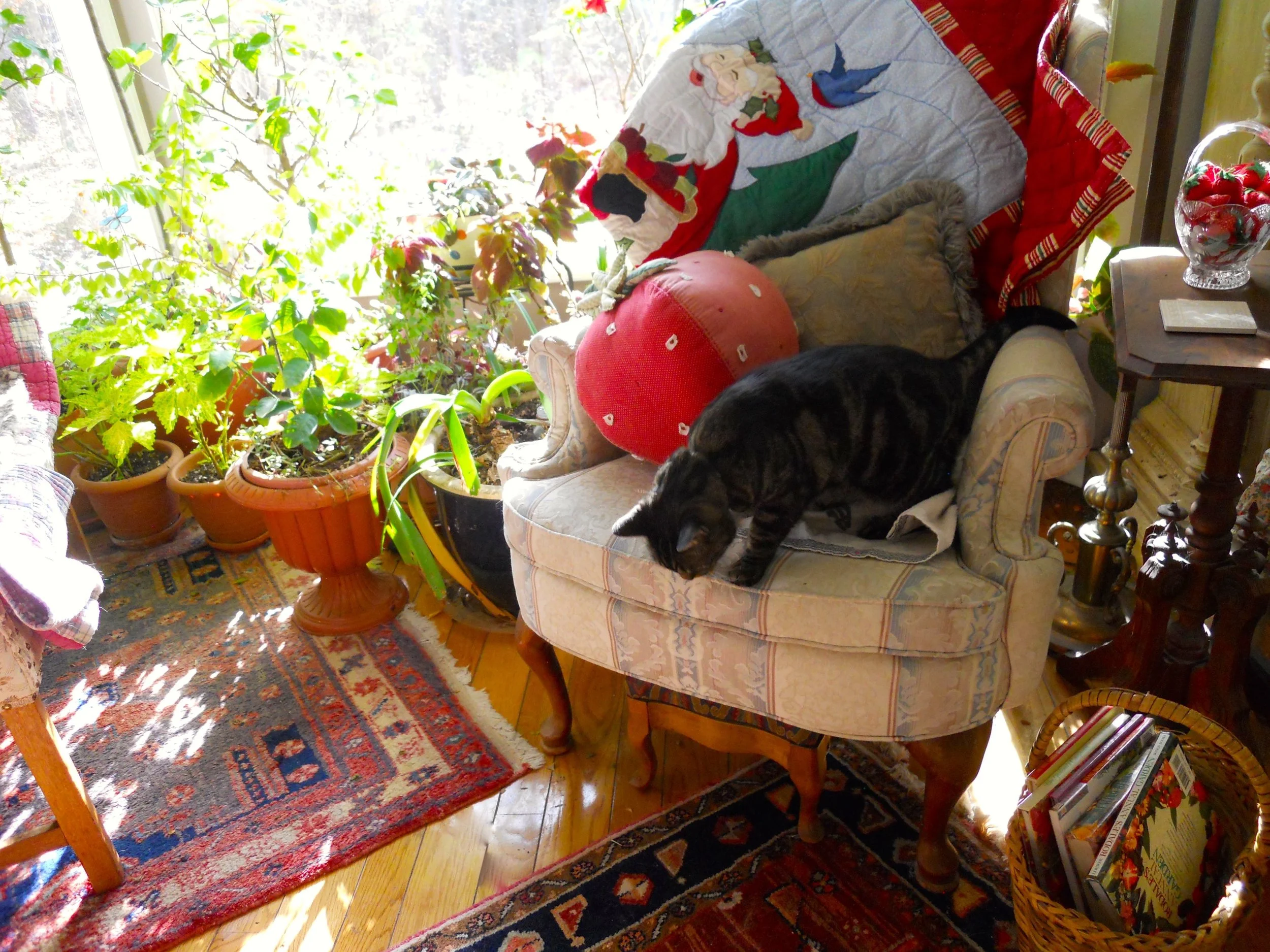 One of the reading nooks in my living room bay window, the photo shoot interrupted a cat nap.