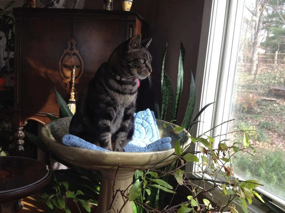 Bartholomew likes to curl up in the bird bath for naps and intense bird watching.