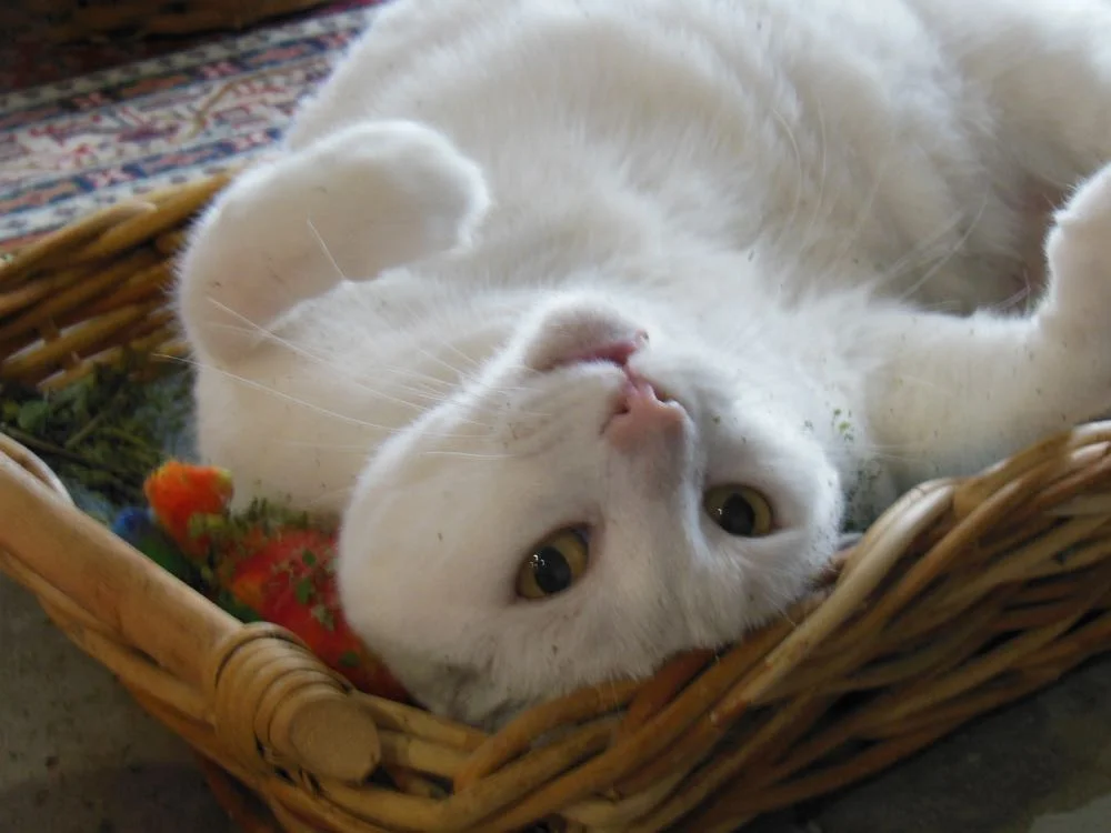Margaret enjoyed a serving of fresh dried catnip for her 19th birthday, thats' 98 in human years.