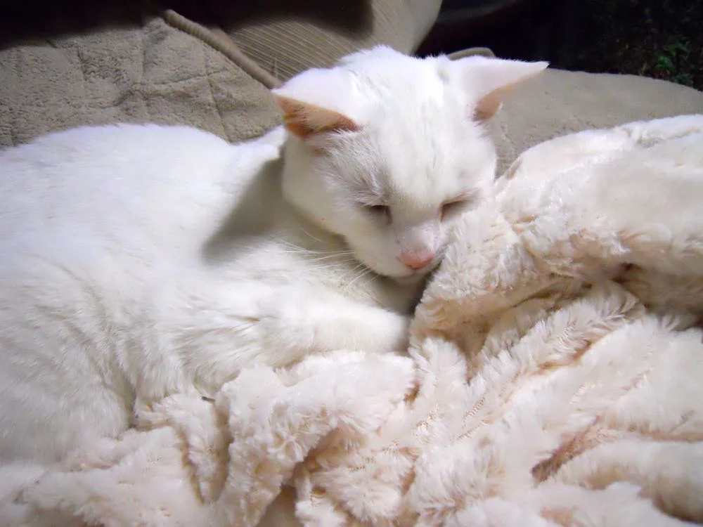 Margaret curled up in her fake fur throw birthday gift after a roll in fresh dried catnip.