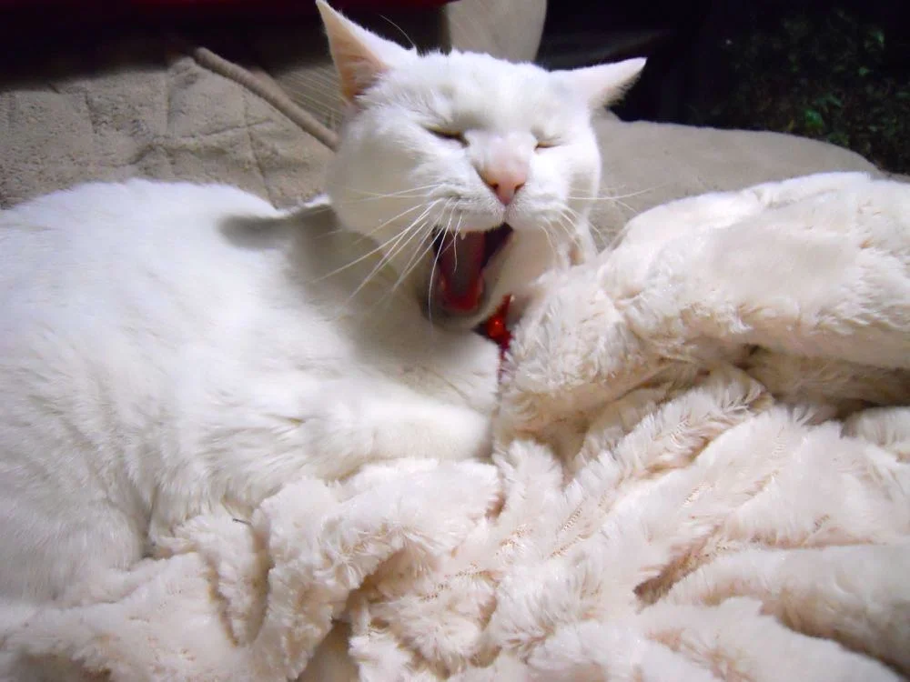 Margaret yawning as she settles in to enjoy her birthday gift.