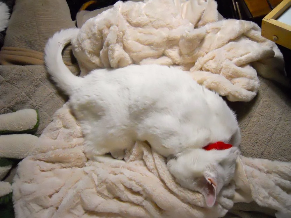Margaret in throw sleeping.jpg
