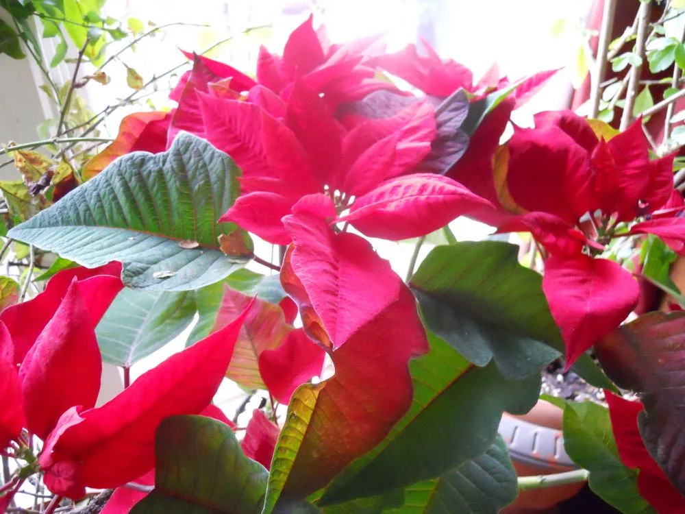 This was a large red Poinsettia I received as a gift right before Christmas, it's more like a shrub.