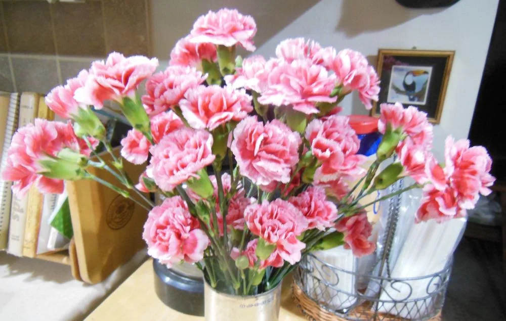 Pink carnations also look nice all by themselves so don't pass them up if you see them on sale.