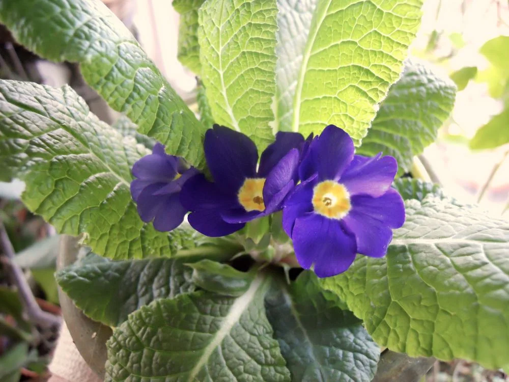 This purple English primrose is ultra violet, the official color for 2018.