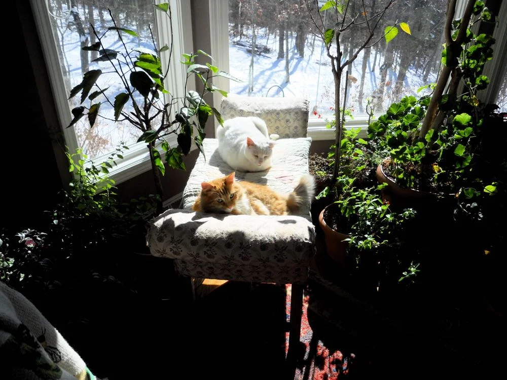 Cats also enjoy reading nooks, especially the napping part of comfortable sunny reading nooks.