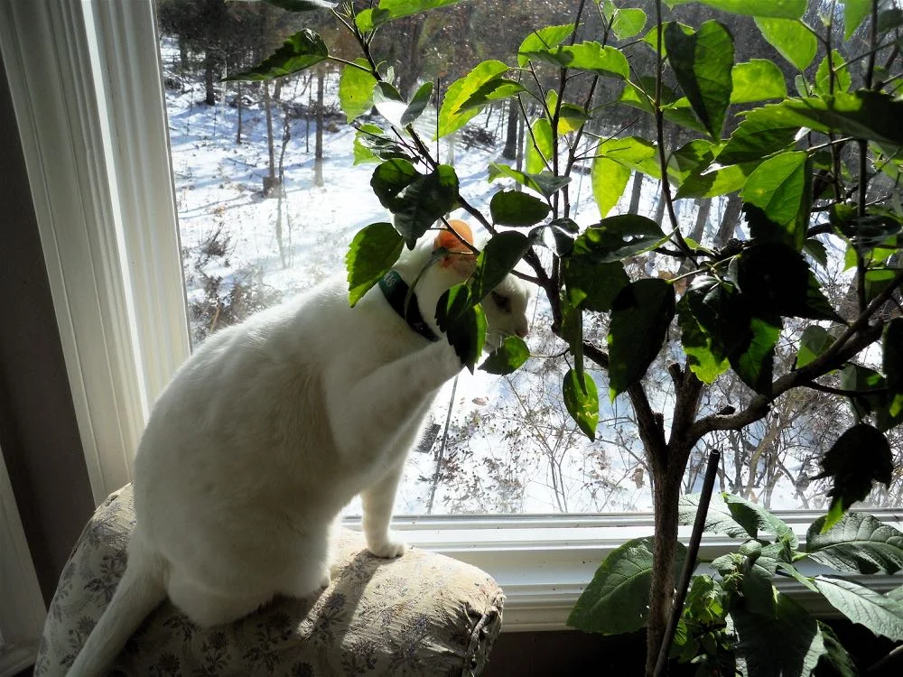 Make sure having nearby plants are not too close or they may be paw-wrestled.