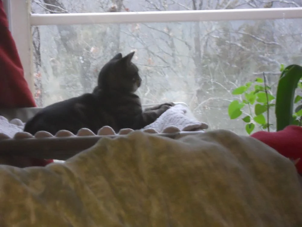 Cat reading nooks in windows is a must, even if no books are nearby.