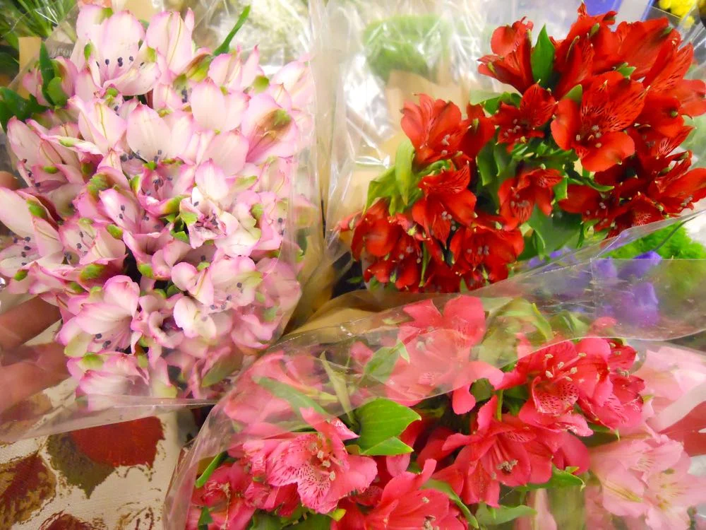 Peruvian lilies are one, if not the longest lasting, cut flowers currently available. (Photo by Charlotte Ekker Wiggins)
