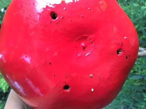 Drilling holes in the bottom help the gourds stay dry. (Photo by Charlotte Ekker Wiggins)