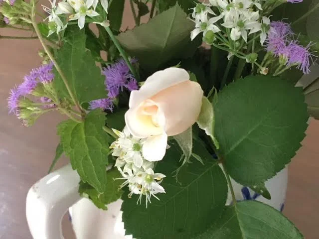 Pick roses early morning still in bud form so they can have a longer vase life.