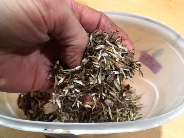 Beautifully-dried and sorted zinnia seeds, ready for planting. (Photo by Charlotte Ekker Wiggins)
