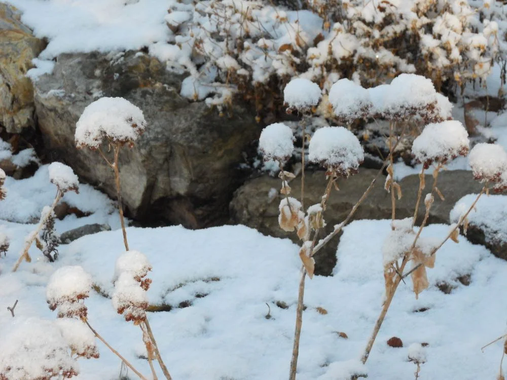 Autumn “Joy” Sedum dried flowers covered in snow. (Photo by Charlotte Ekker Wiggins)