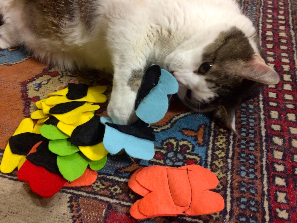 Bob testing a pile of butterfly catnip toys. (Photo by Charlotte Ekker Wiggins)