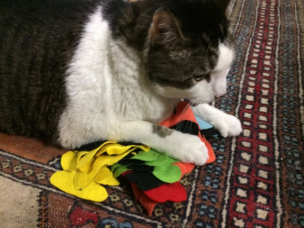 Uh-oh, Bob looks like he wants ALL of them! (Photo by Charlotte Ekker Wiggins)