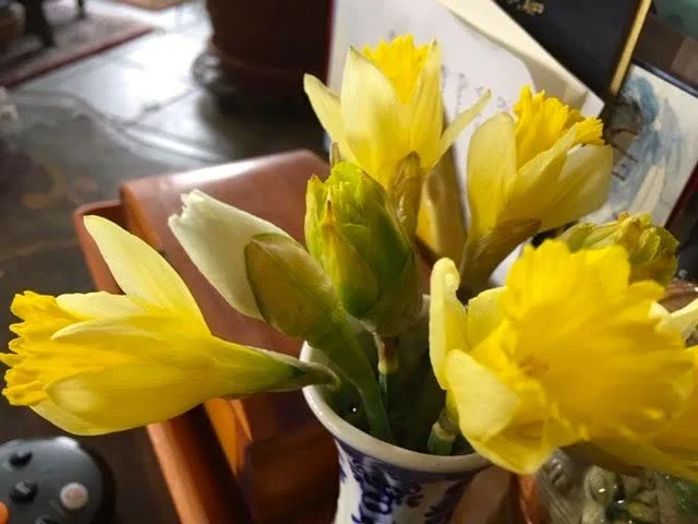 There’s a third different kind of daffodil getting ready to bloom. (Photo by Charlotte Ekker Wiggins)