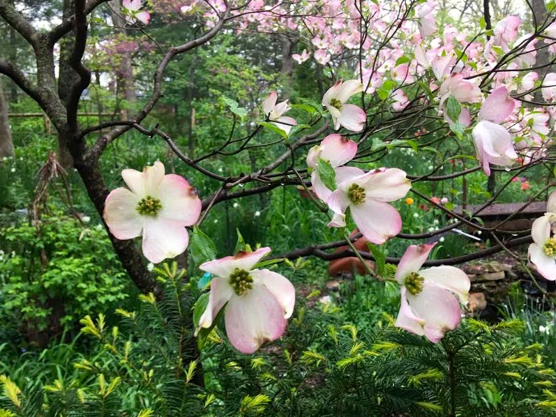 Similar to Missouri’s state tree, the pink dogwood has added color on petal edges. (Photo by Charlotte Ekker Wiggins)