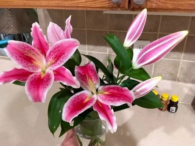 These Stargazer Asiatic lilies are ready to be shared. (Photo by Charlotte Ekker Wiggins)