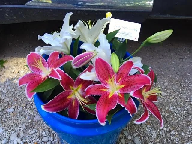 Gift Stargazer Asiatic lilies travel in a blue bucket to make sure they arrive safely. (Photo by Charlotte Ekker Wiggins)