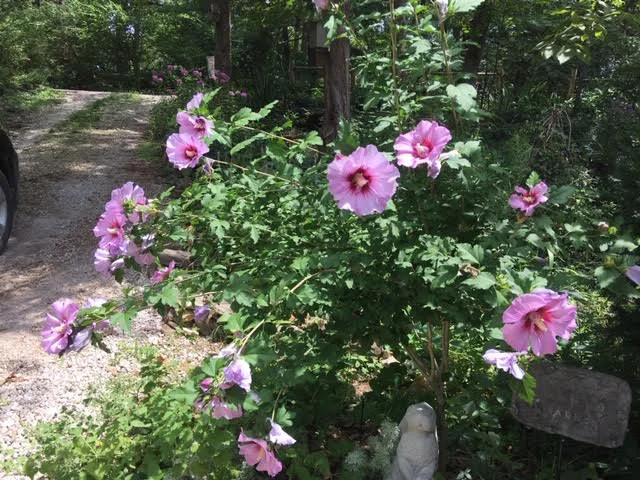 Rose of Sharon trimmed into a tree form at the entrance to my garden. (Photo by Charlotte Ekker Wiggins)