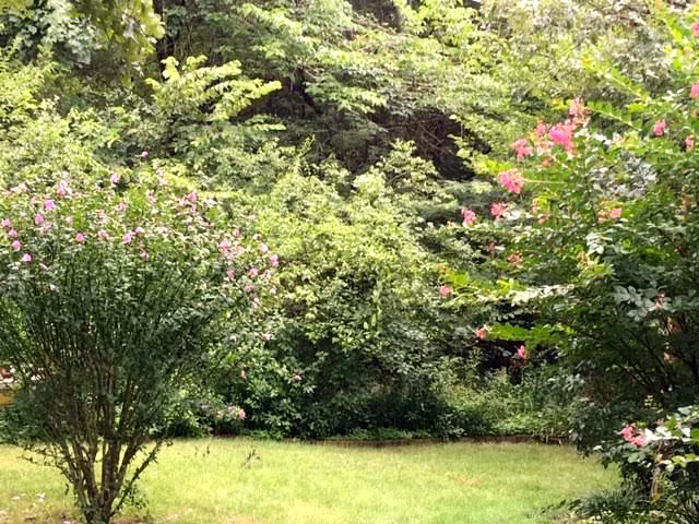 Rose of sharon, left, growing with crape myrtles at a friend’s house here in Rolla. (Photo by Charlotte Ekker Wiggins)