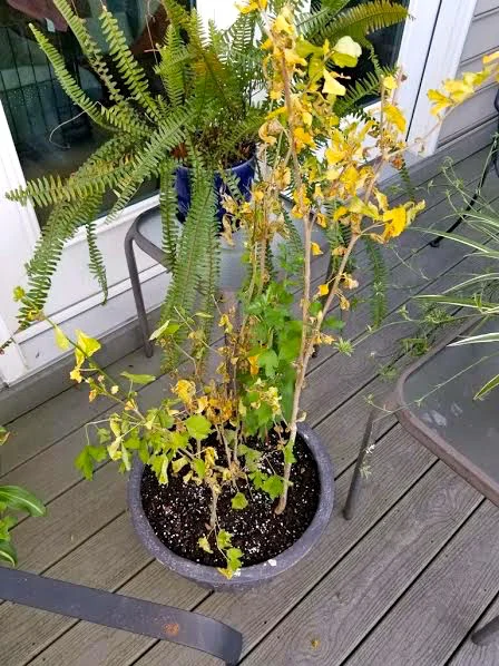 Shipped rRose of Sharon starts potted once they arrived in Virginia. (Photo by Charlotte Ekker Wiggins)