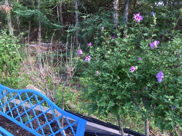 Rose of Sharon, left, dropped all of its leaves before settling into a new garden spot. (Photo by Charlotte Ekke r Wiggins)
