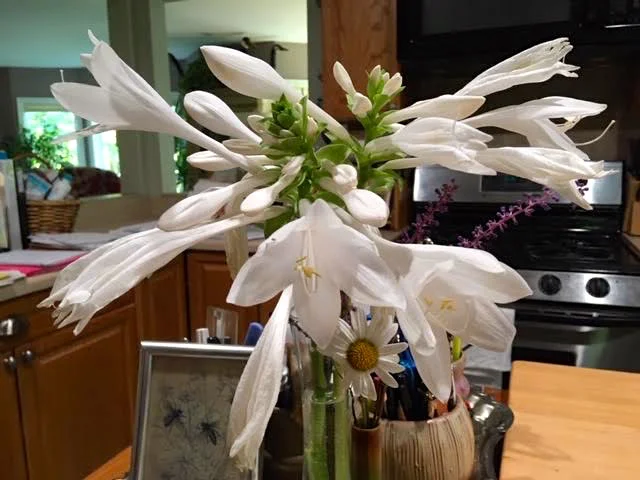 One of the truly fragrant hostas, Hosta plantaginea, is also called August Lily. (Photo by Charlotte Ekker Wiggins)