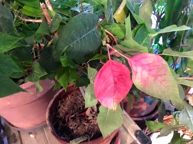 This little poinsettia still has a couple of red leaves from last year. (Photo by Charlotte Ekker Wiggins)