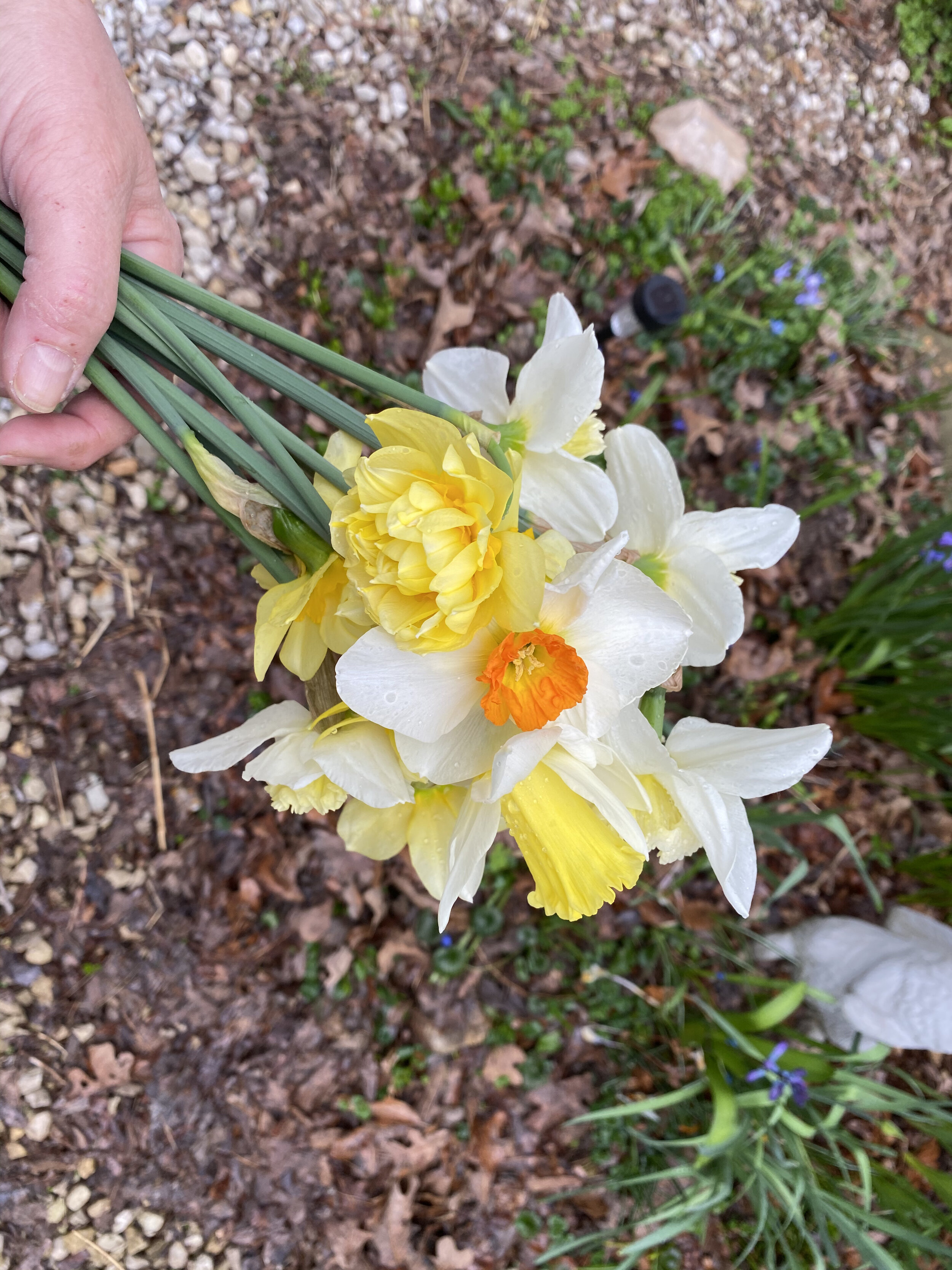 Delightful Daffodils - Send to Pike Creek, Wilmington, DE Today!