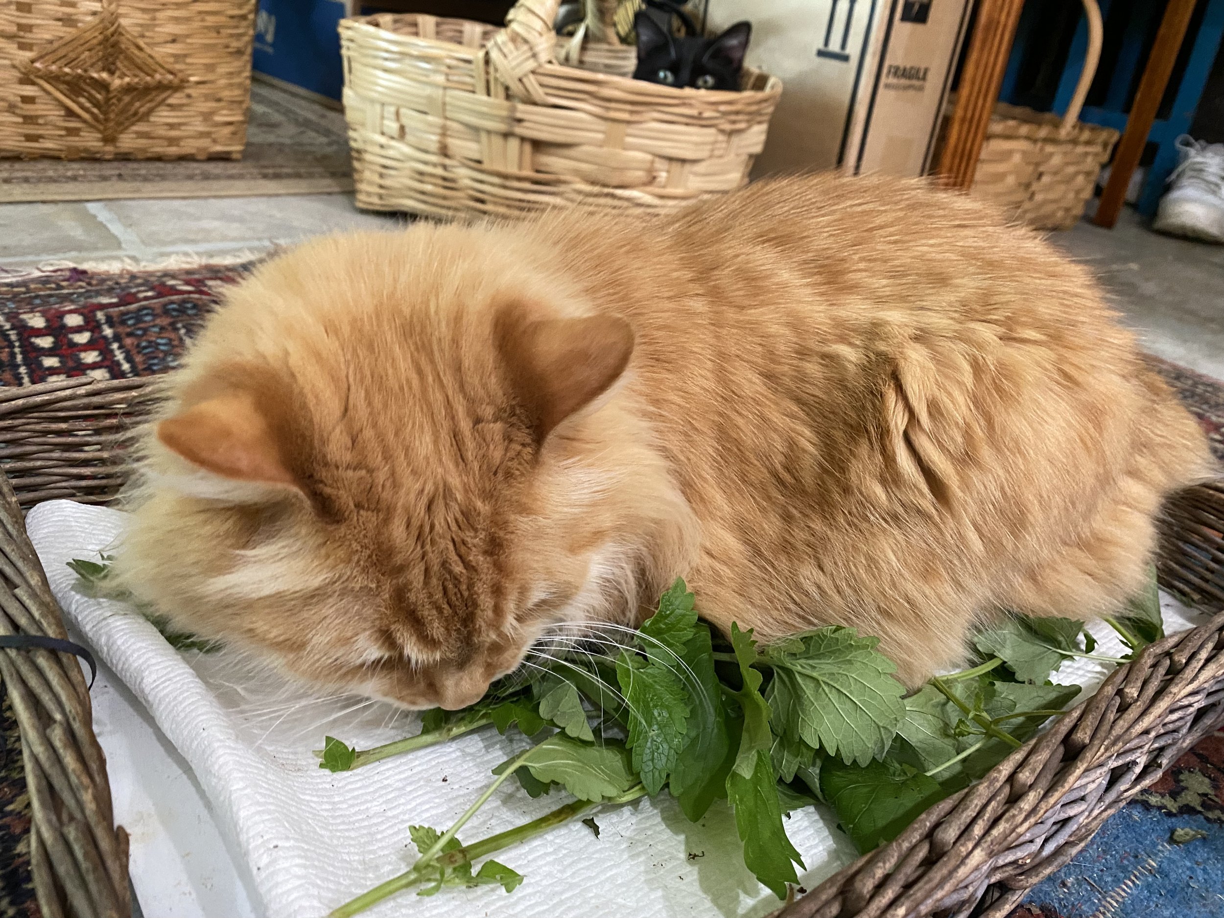 How to Dry Catnip — Made Just For U