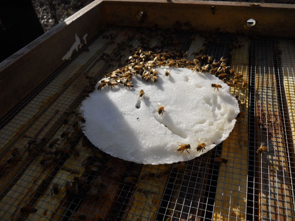 One of my bee colonies enjoying a sugar patty winter snack.
