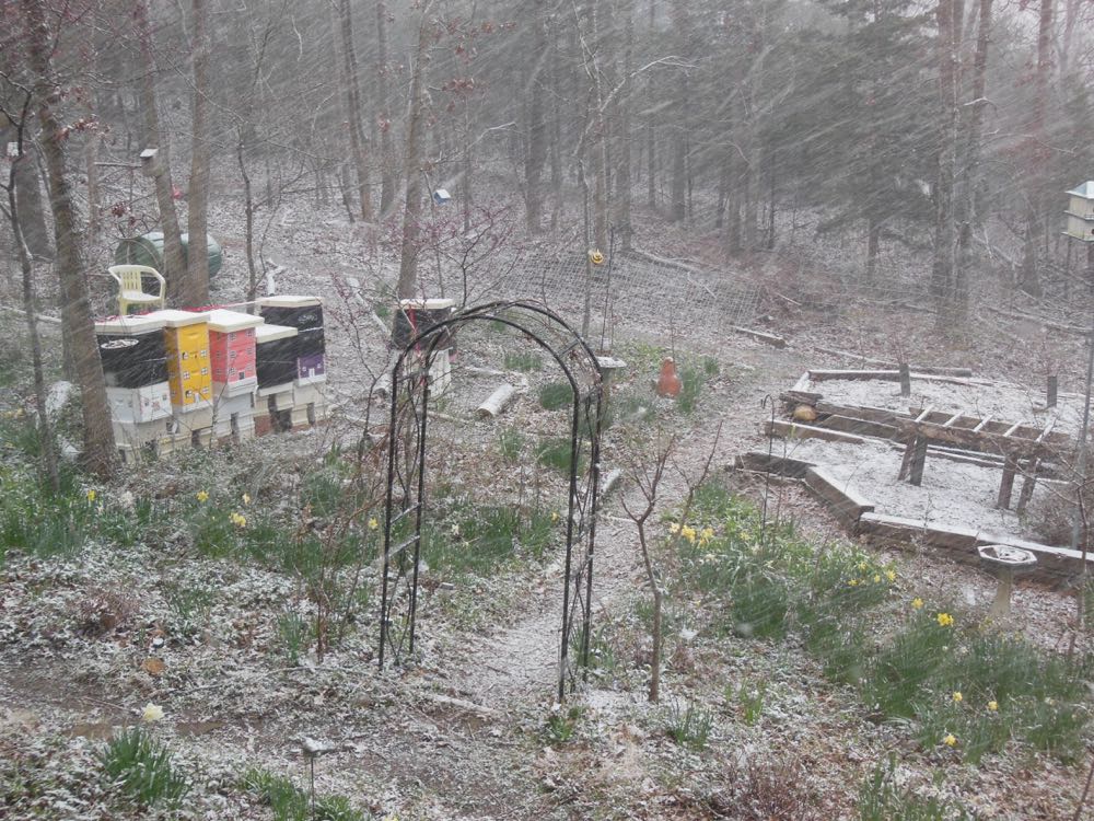 Missouri welcomed spring 2016 with a good dusting of snow covering a "sprung" garden.