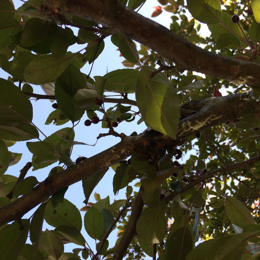 Comb on fruit tree branches under where the swarm was hanging.