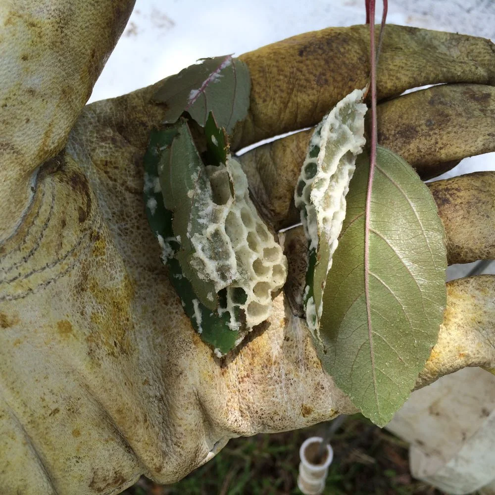 Brand new comb being built on the back of leaves.