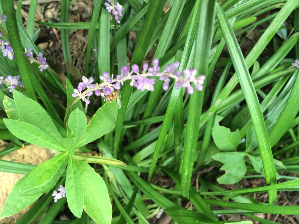 My bees are starting to discover that monkey grass flowers are starting to bloom.