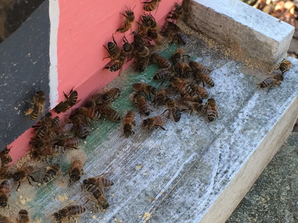 Warm Winter Beekeeping Days — Home Sweet Bees