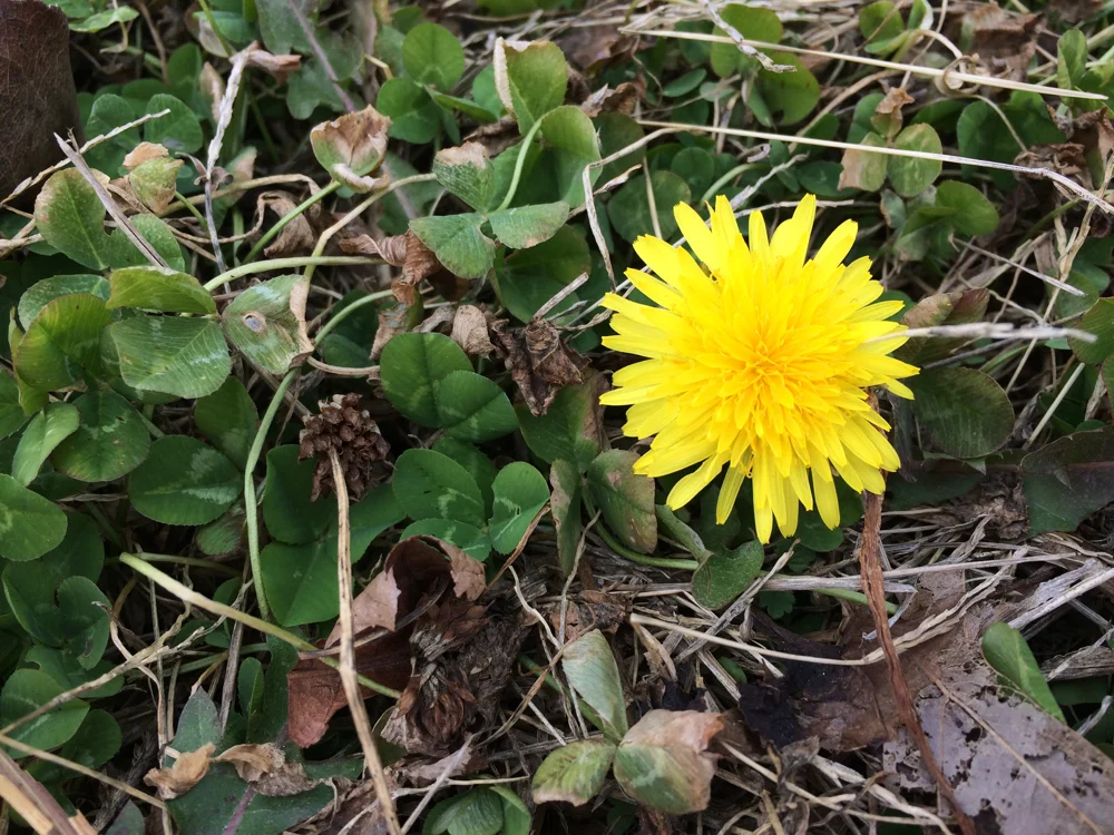 First Spring Bee Pollen Source — Home Sweet Bees