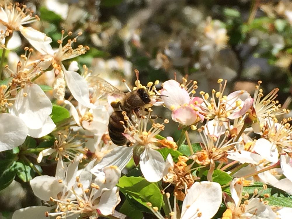Crab apple trees provide bees pollen in spring.